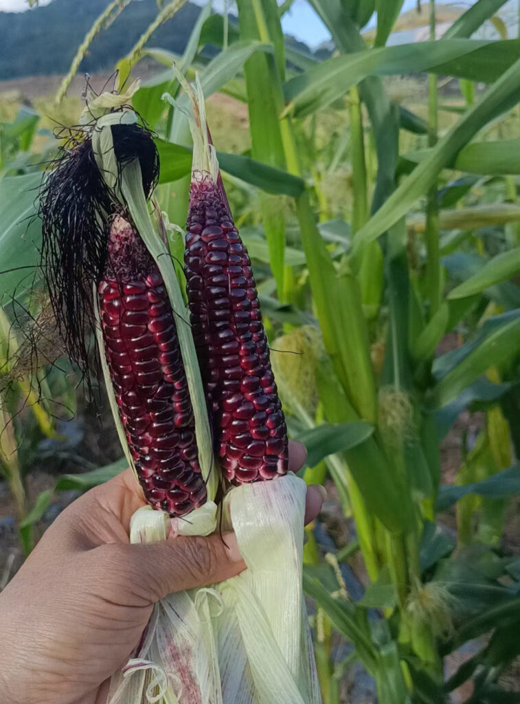 Ngô Nếp Tím Nhật Bản: Món quà tuyệt vời cho dịp Tết 2026