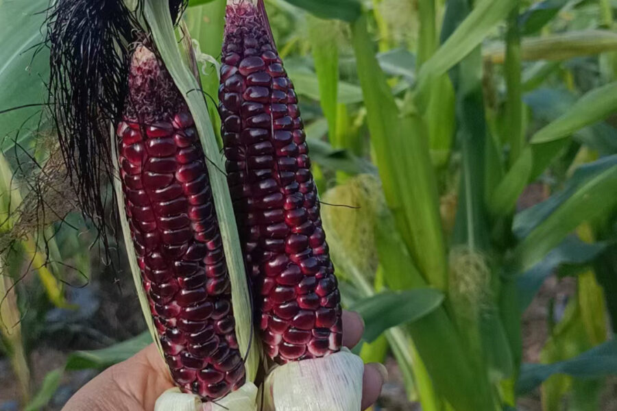 Ngô Nếp Tím Nhật Bản: Món quà tuyệt vời cho dịp Tết 2026